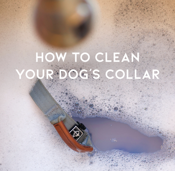 How to Clean Your Dog's Collar