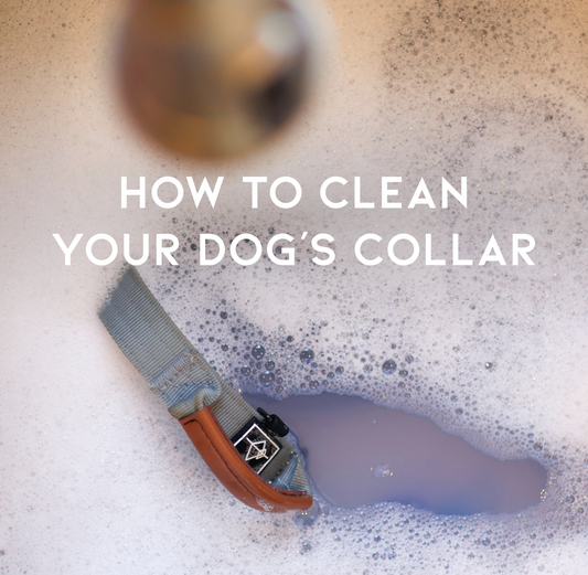 How to Clean Your Dog's Collar