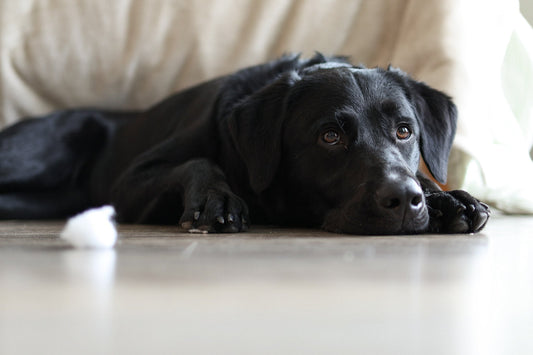 Black Lab lying on the floor