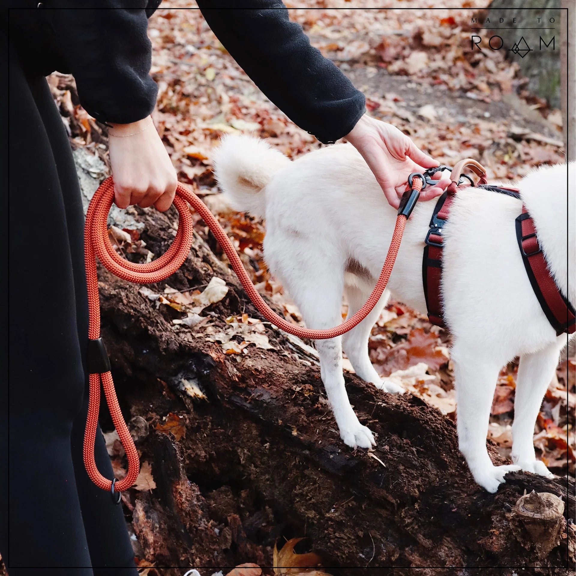 Explorer Leash -  - Made To Roam