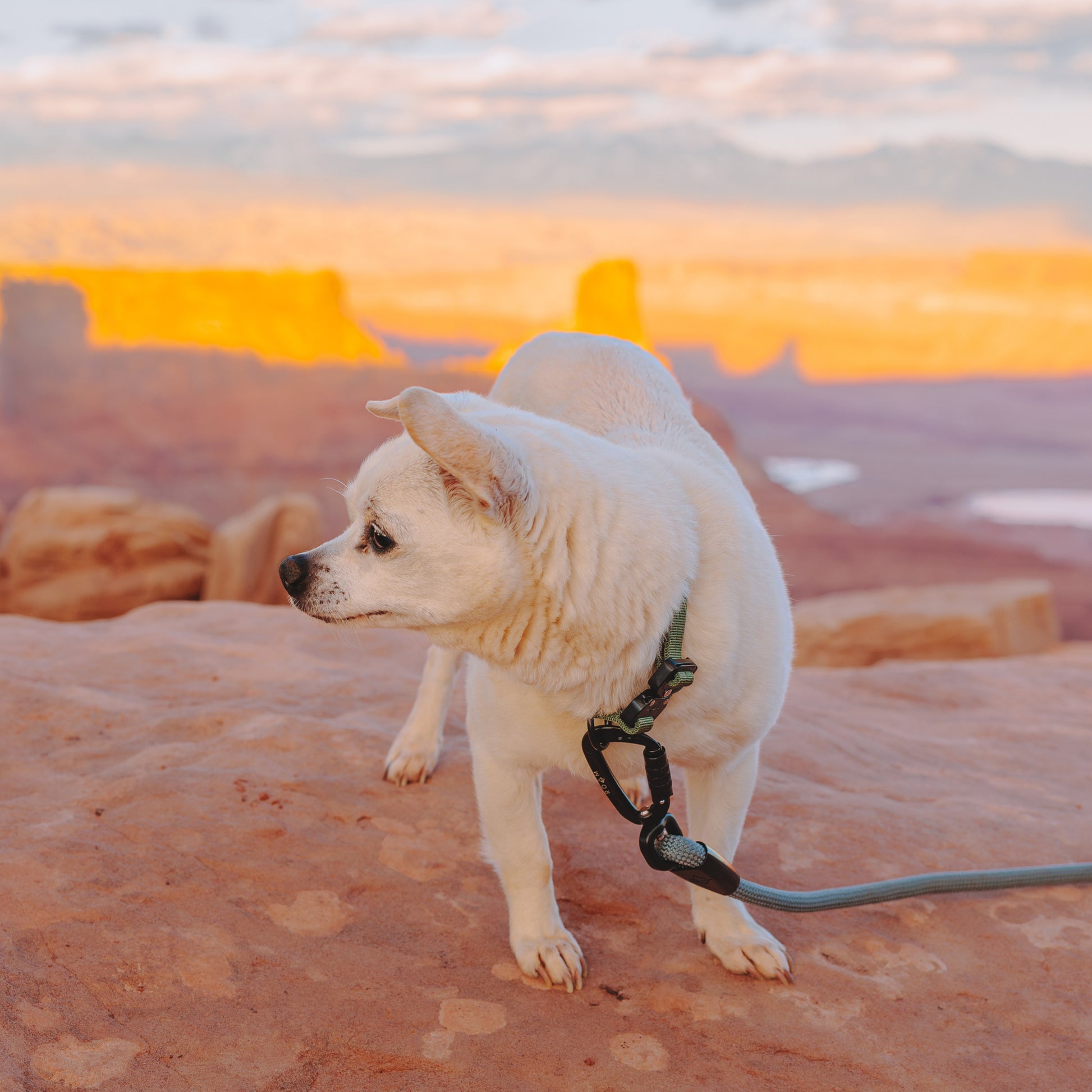 Explorer Leash -  - Made To Roam