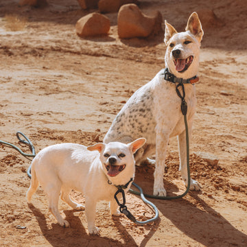 Explorer Leash - - Made To Roam