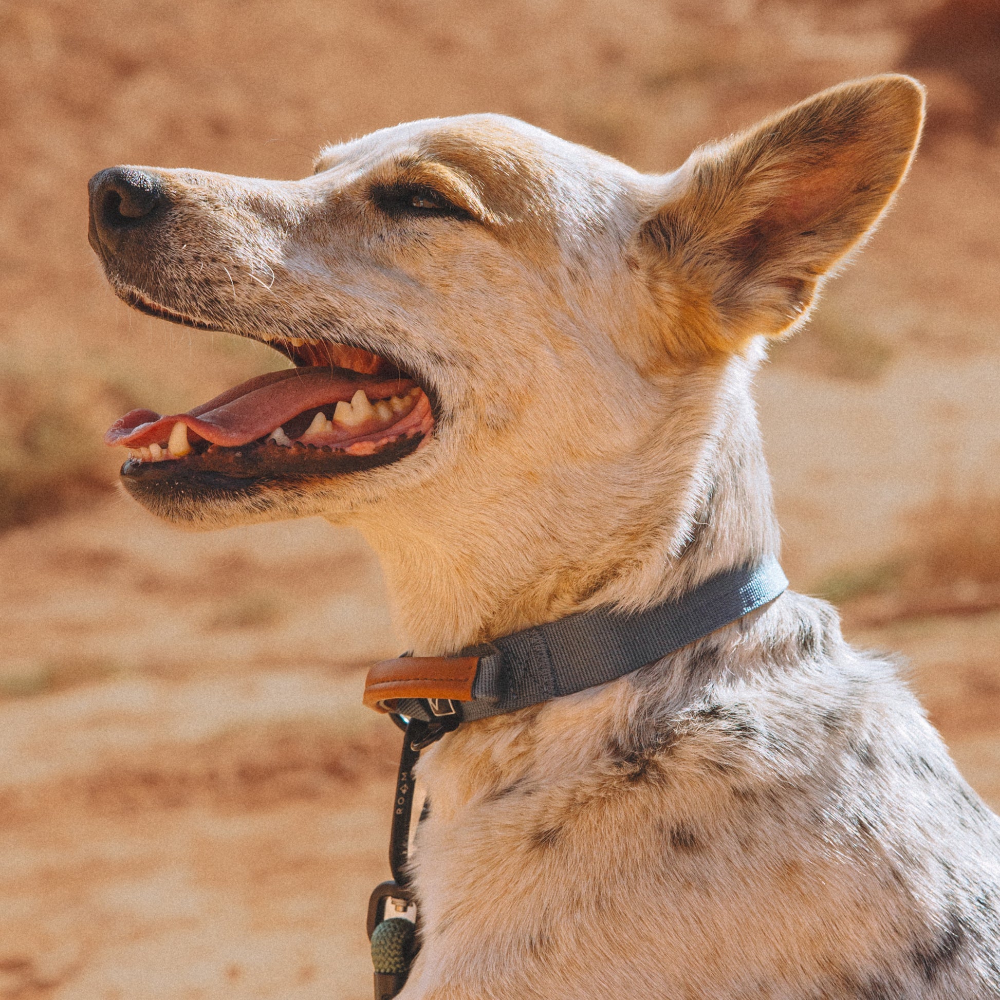 Explorer Control Collar - - Made To Roam