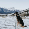 Explorer Control Collar -  - Made To Roam