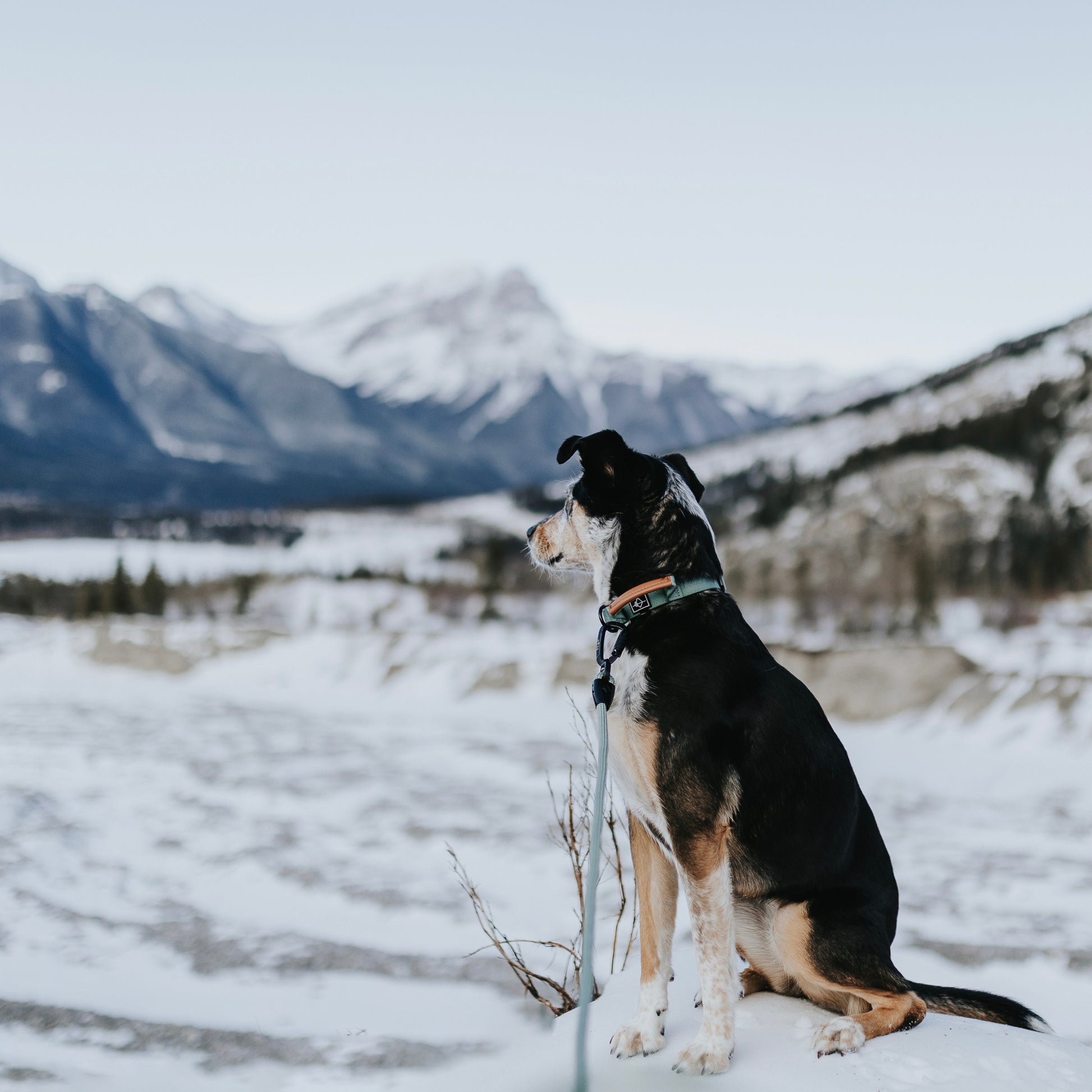 Explorer Control Collar - - Made To Roam