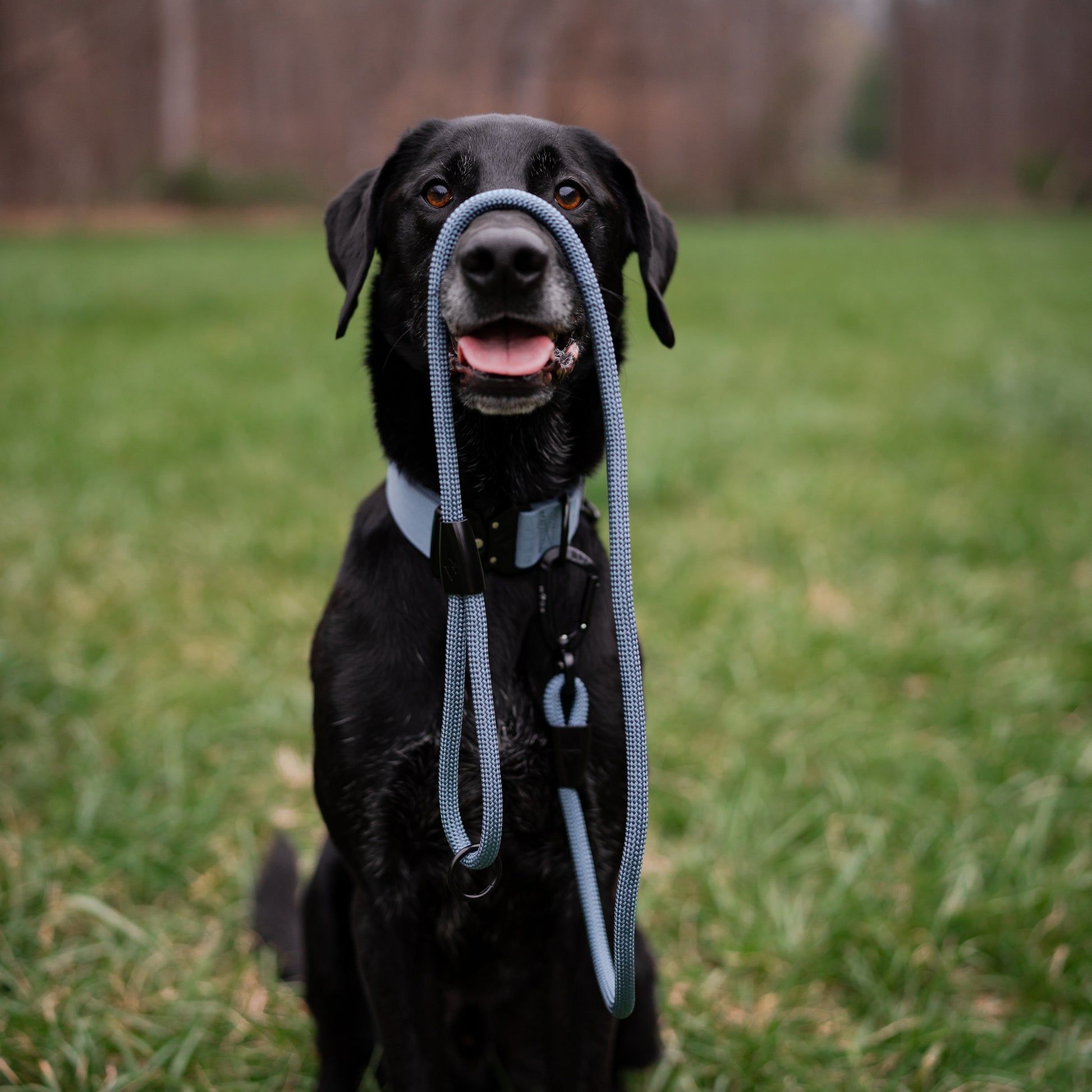 Explorer Classic Collars -  - Made To Roam