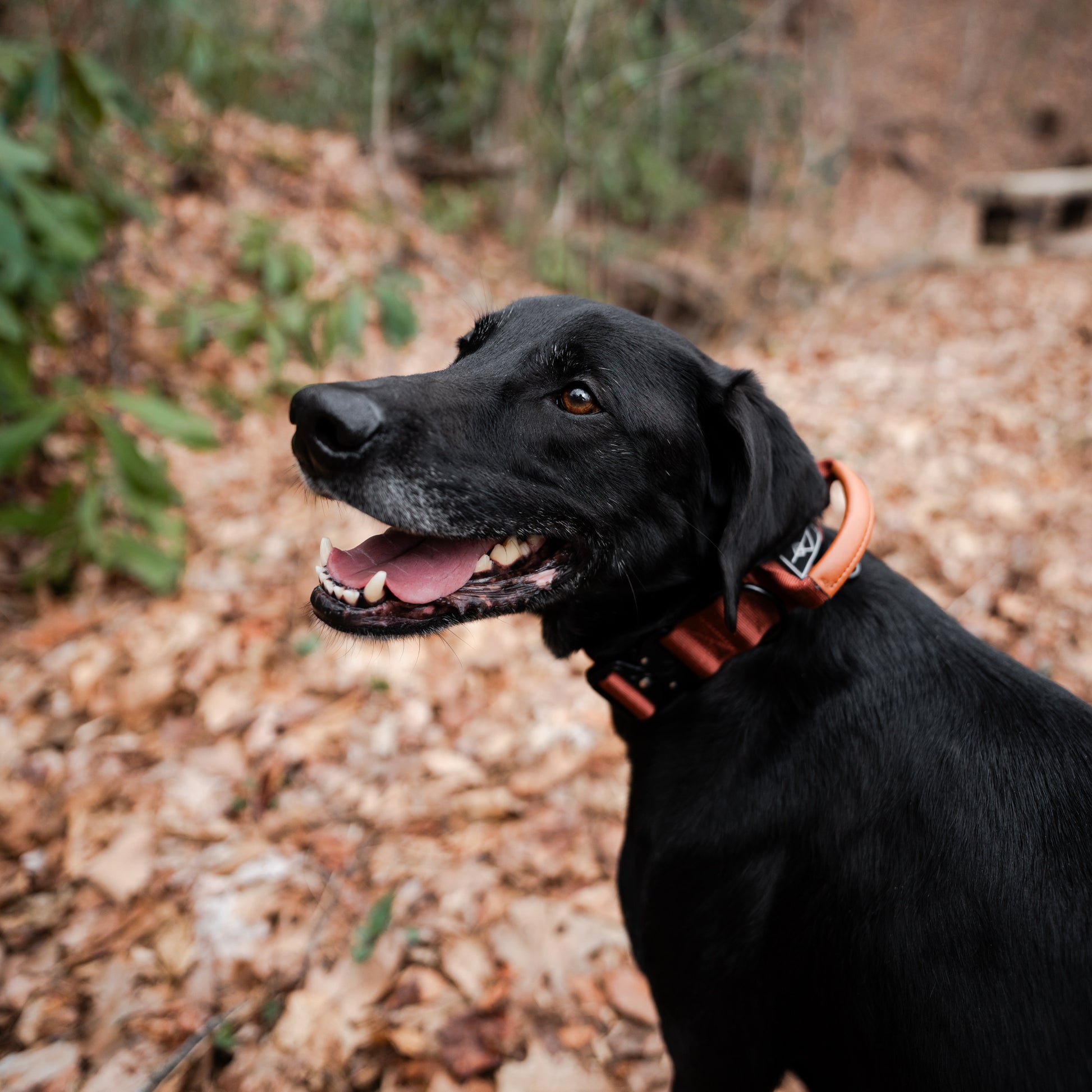 Explorer Control Collar - - Made To Roam