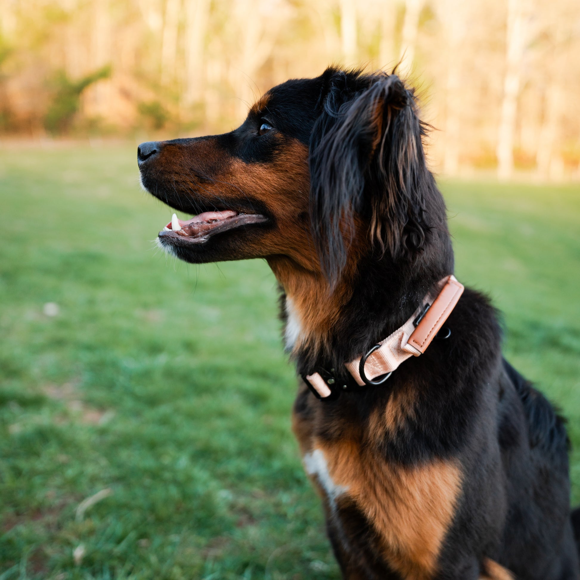 Explorer Control Collar - - Made To Roam