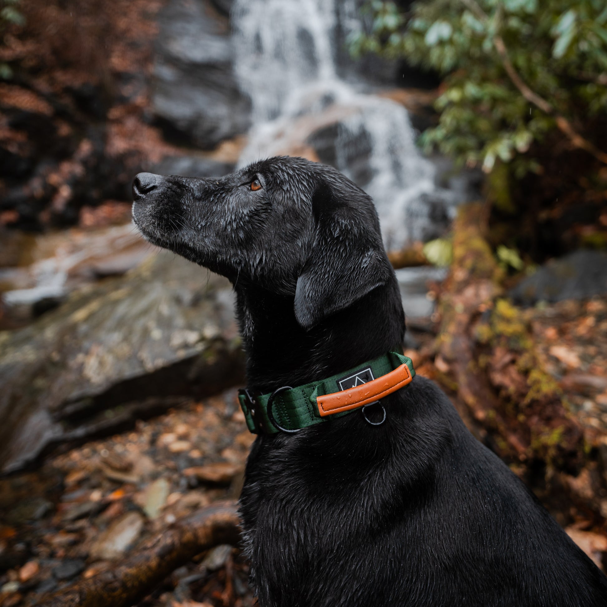 Explorer Control Collar - - Made To Roam