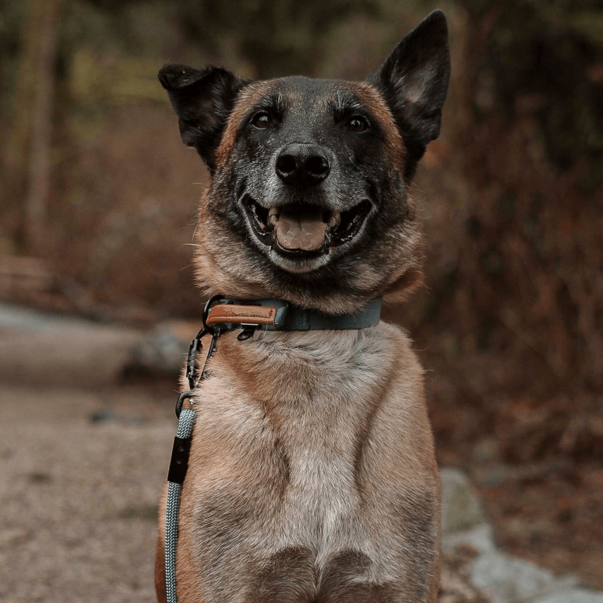 Explorer Control Collar - - Made To Roam