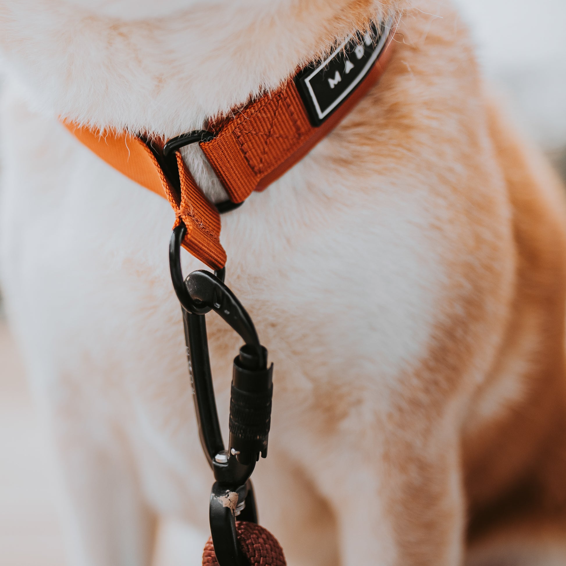 Everyday Collar 3 - - Made To Roam