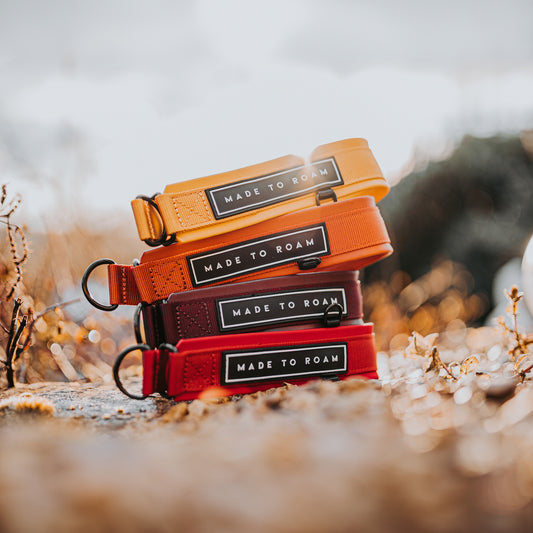 Our Martingale slip hybrid Everyday Collars in Michigan Autumn, Nevada Evening, Vermont Weekends, and Texas Flair