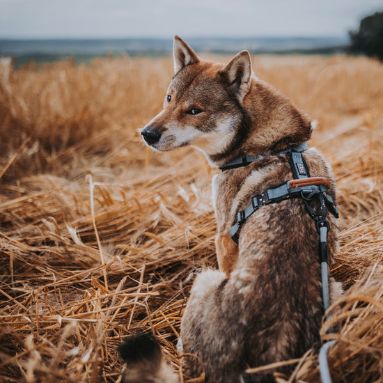 Explorer Leash -  - Made To Roam