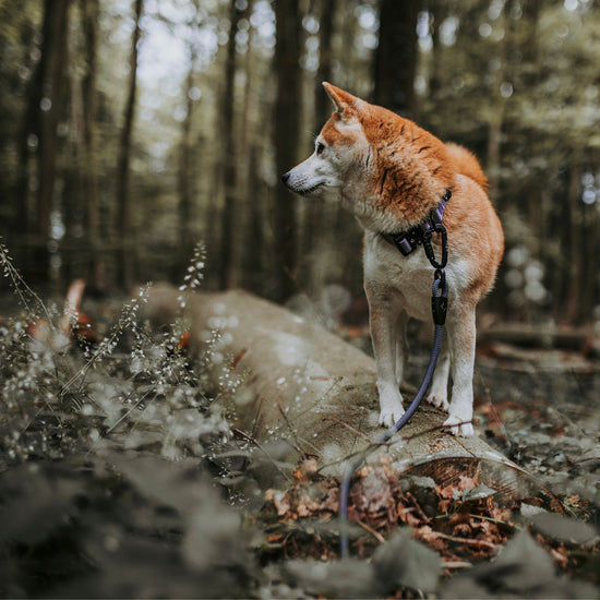 Explorer Classic Collars -  - Made To Roam