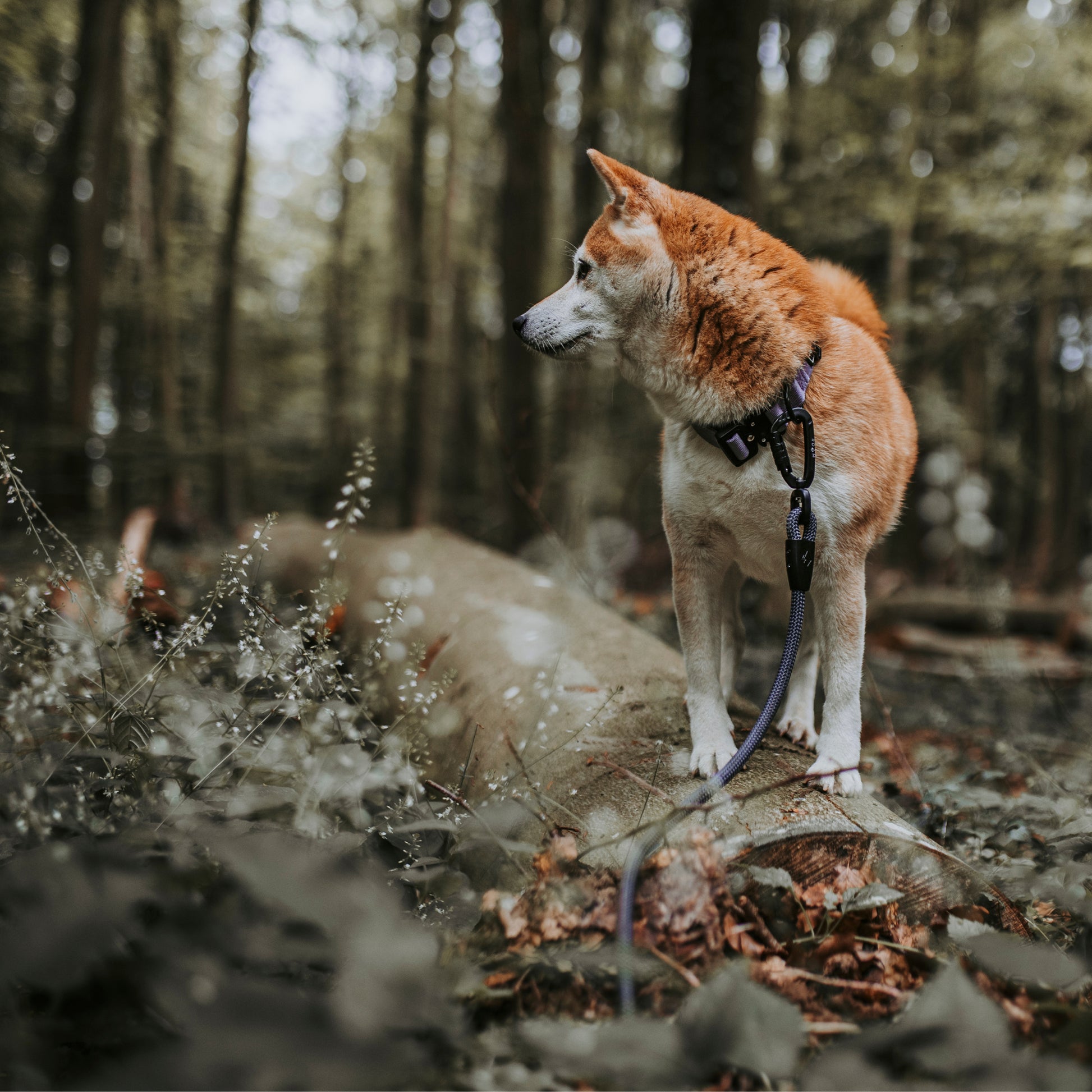 Explorer Classic Collars -  - Made To Roam