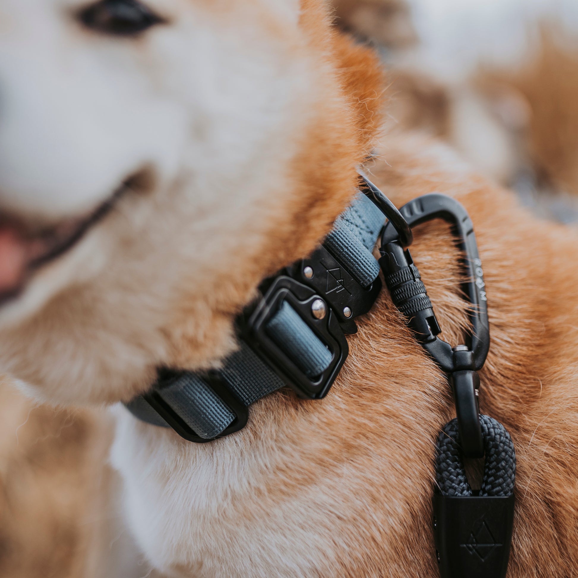 Explorer Leash -  - Made To Roam