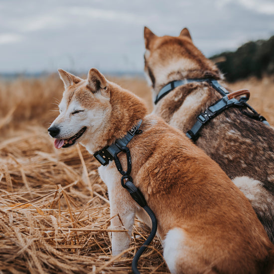 Explorer Leash -  - Made To Roam