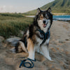 Made To Roam Explorer Harness with Vegan leather control handle and double-layered nylon in the color Colorado Night Sky. Including Husky dog model on coastal island.
