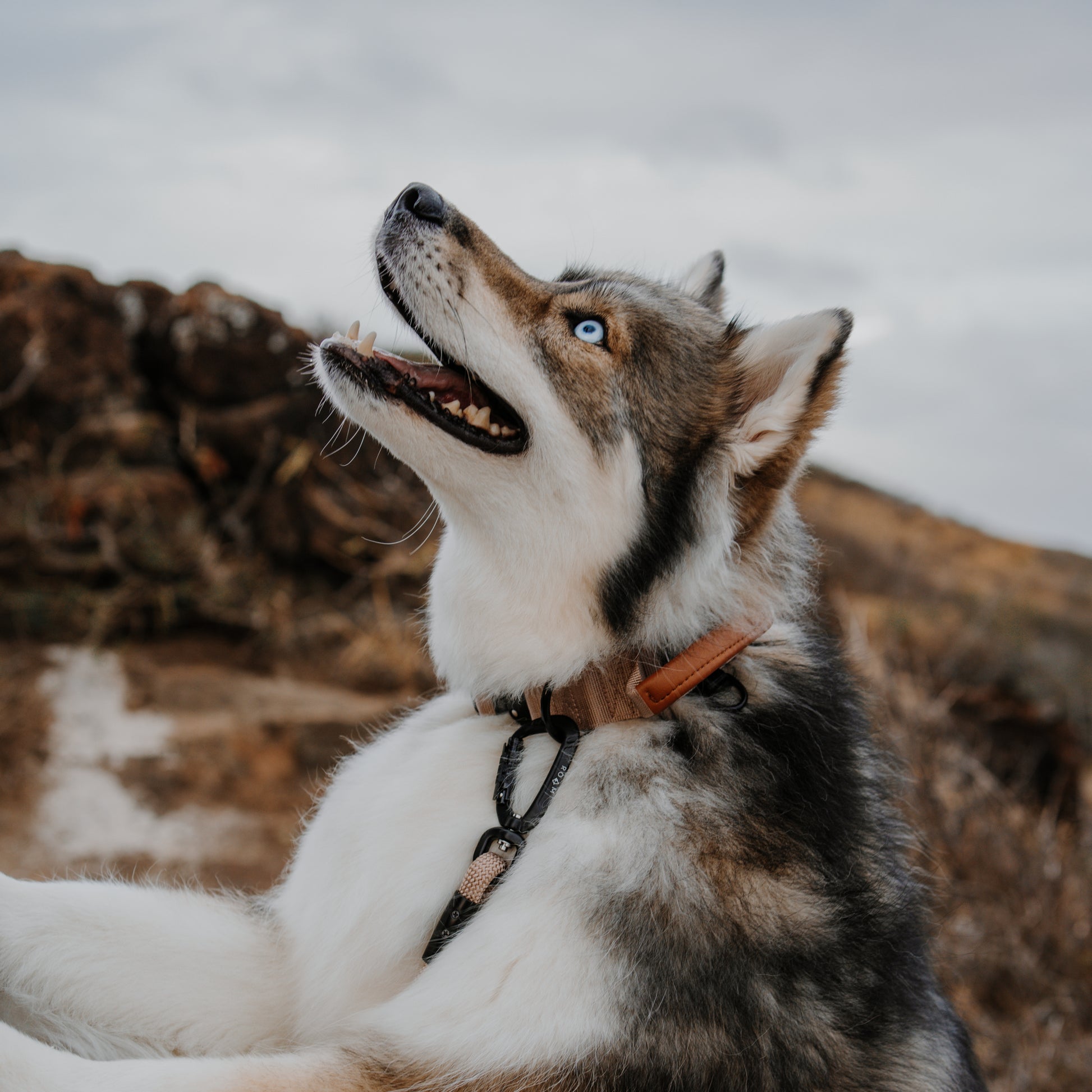 Explorer Control Collar - - Made To Roam