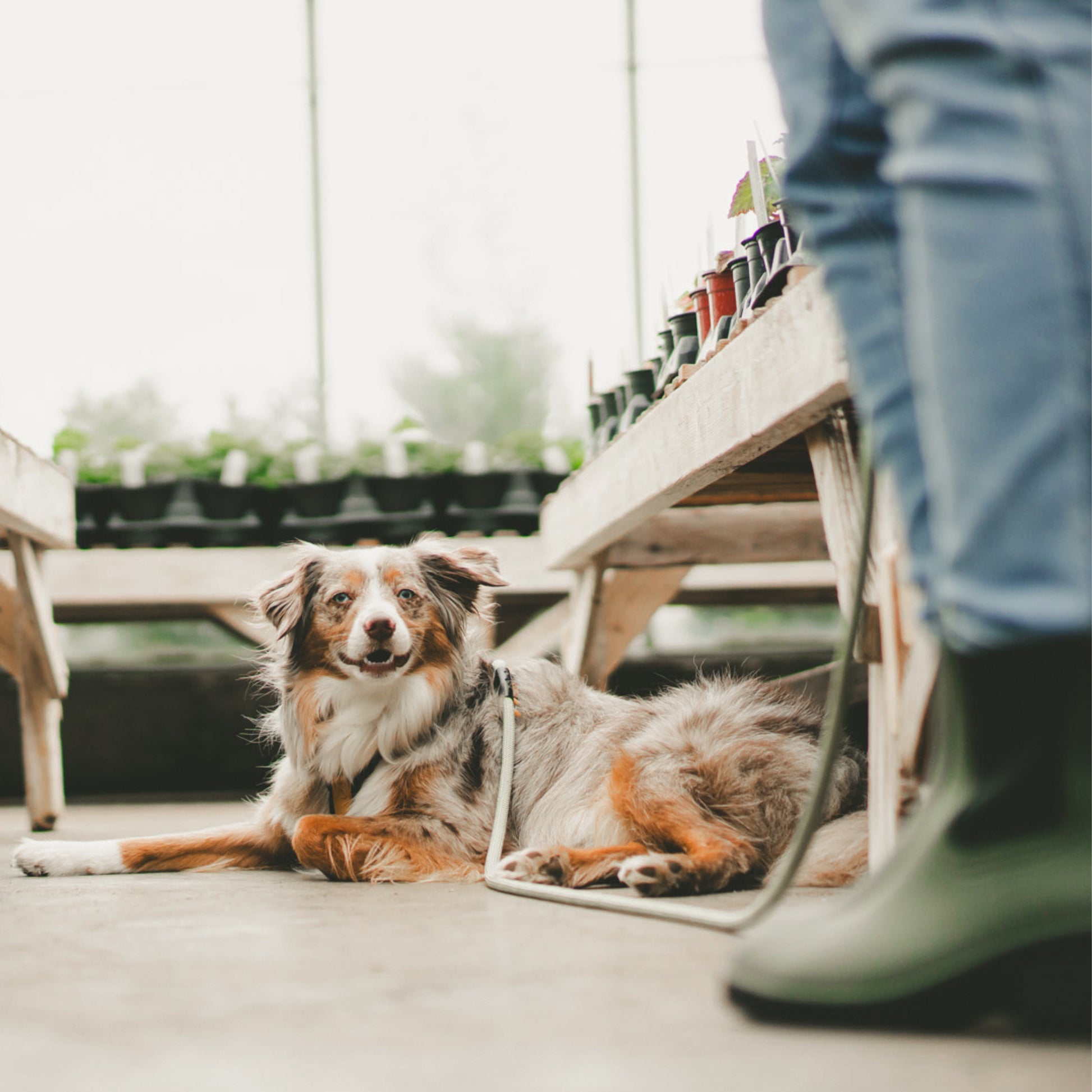 Explorer Leash -  - Made To Roam