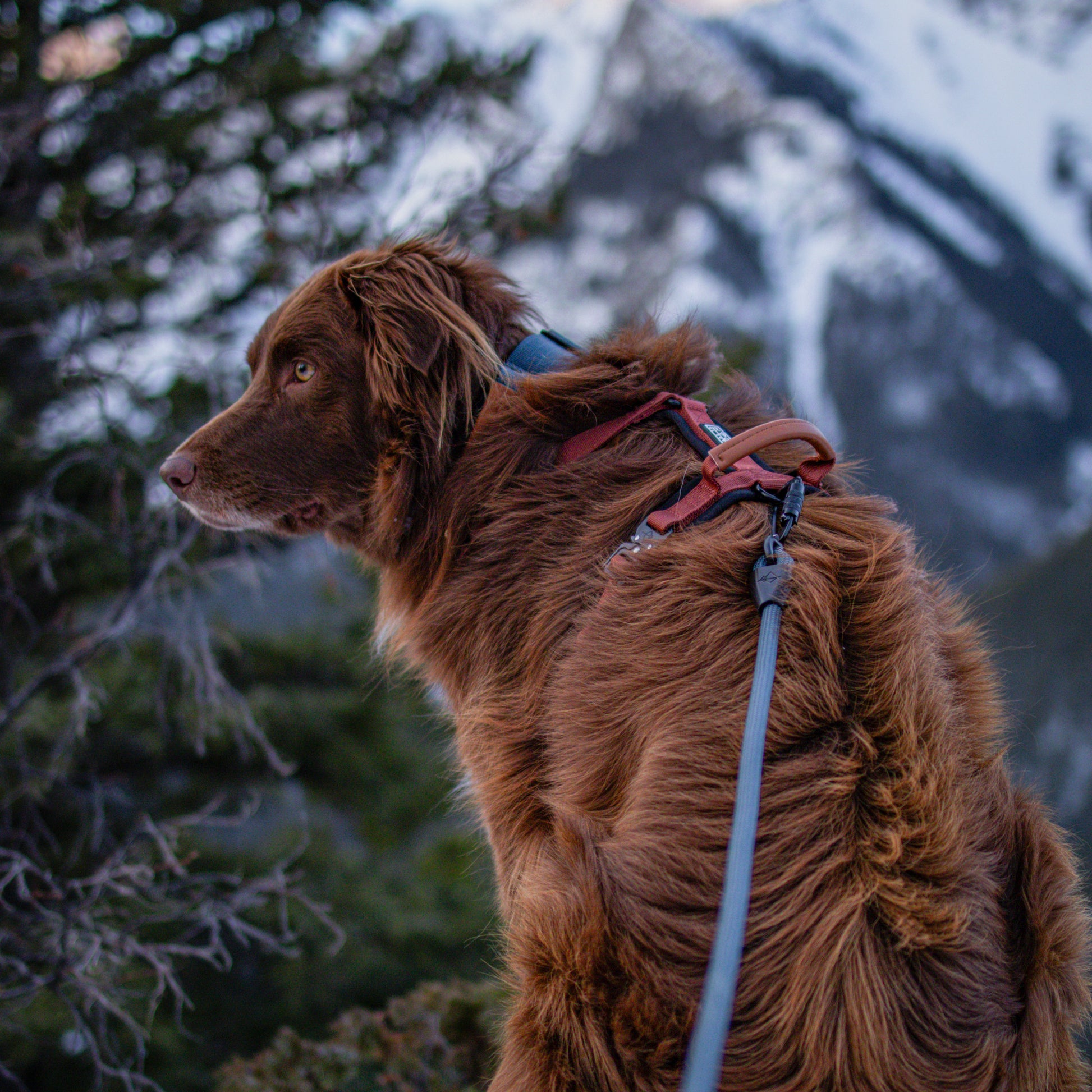 Explorer Leash -  - Made To Roam