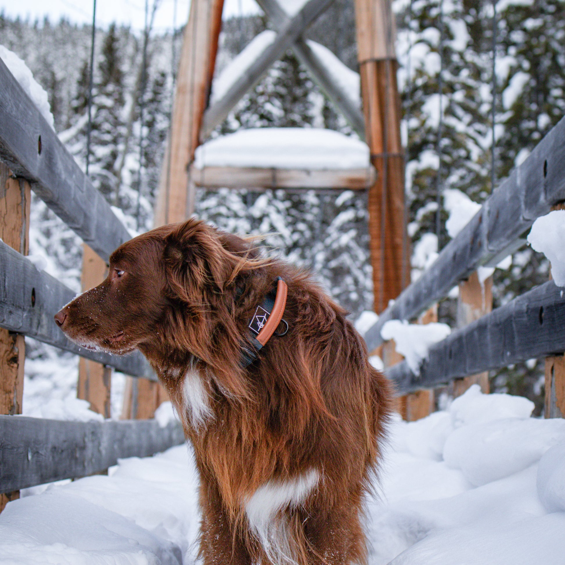 Explorer Control Collar - - Made To Roam