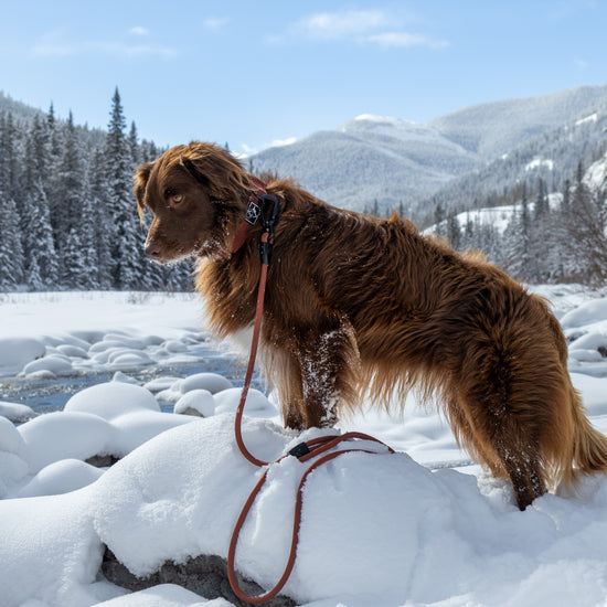 Explorer Classic Collars -  - Made To Roam