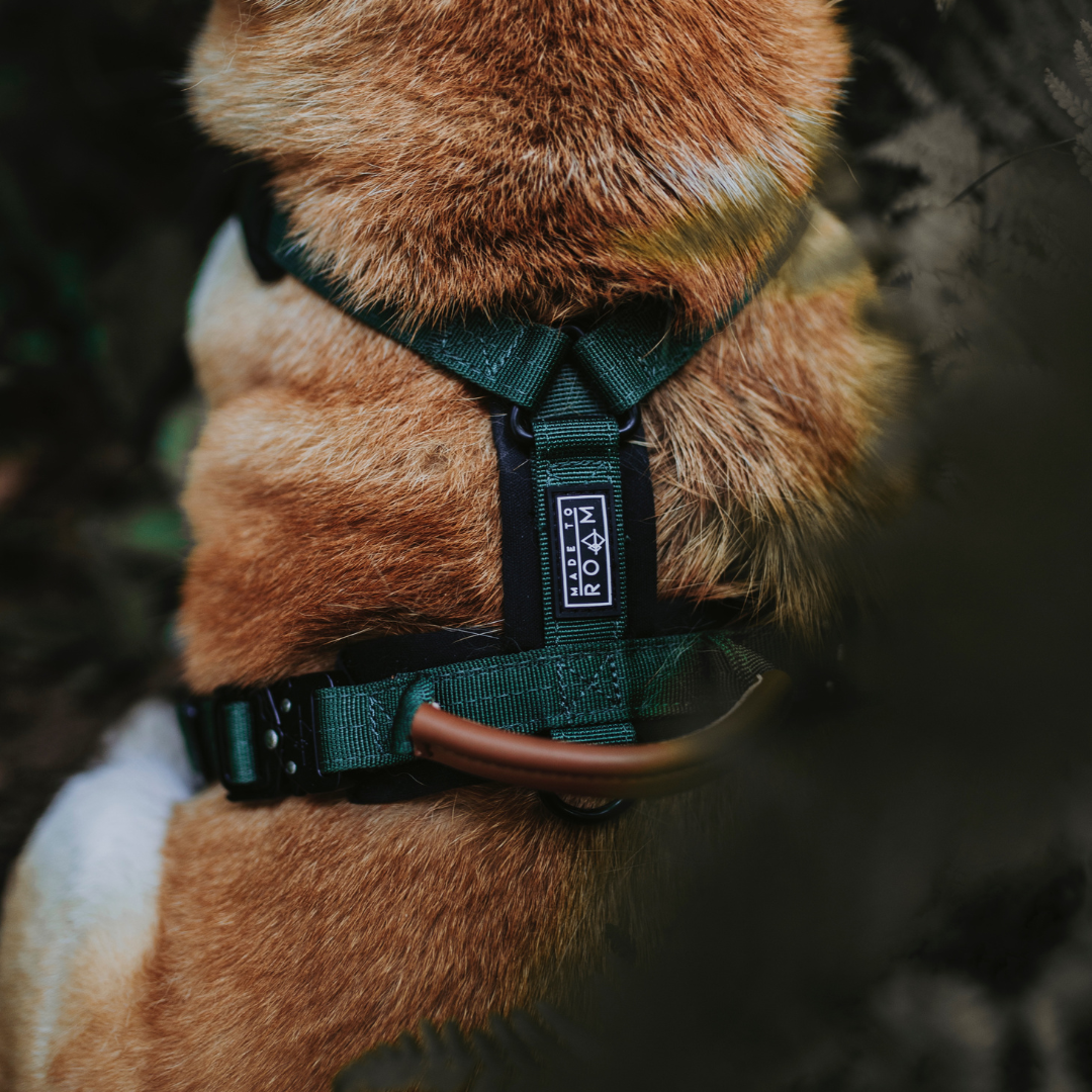 Explorer Harness