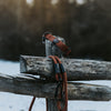 Explorer Classic Collars