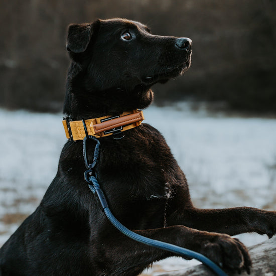 Explorer Leash -  - Made To Roam