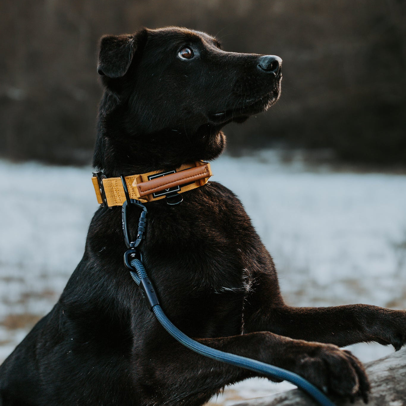 Explorer Leash -  - Made To Roam