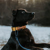 Explorer Classic Collars