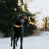 Explorer Classic Collars