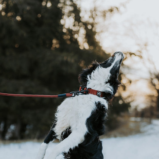 Explorer Leash -  - Made To Roam