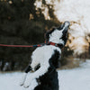 Explorer Classic Collars