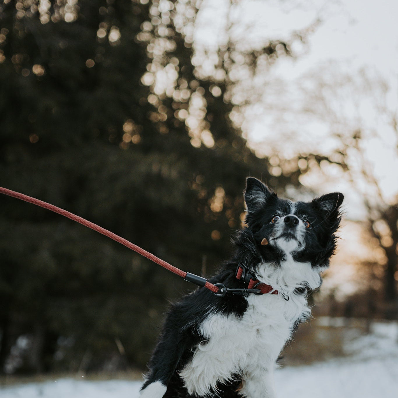 Explorer Leash -  - Made To Roam