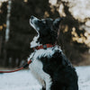 Explorer Leash -  - Made To Roam