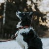 Explorer Classic Collars