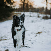 Explorer Classic Collars