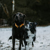 Explorer Classic Collars