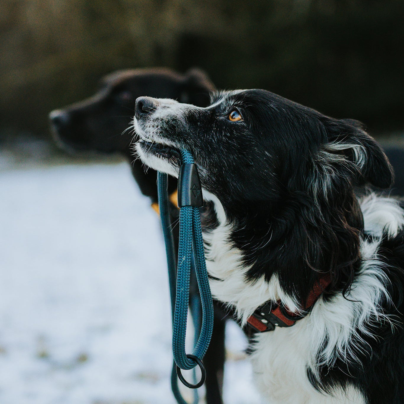 Explorer Leash -  - Made To Roam