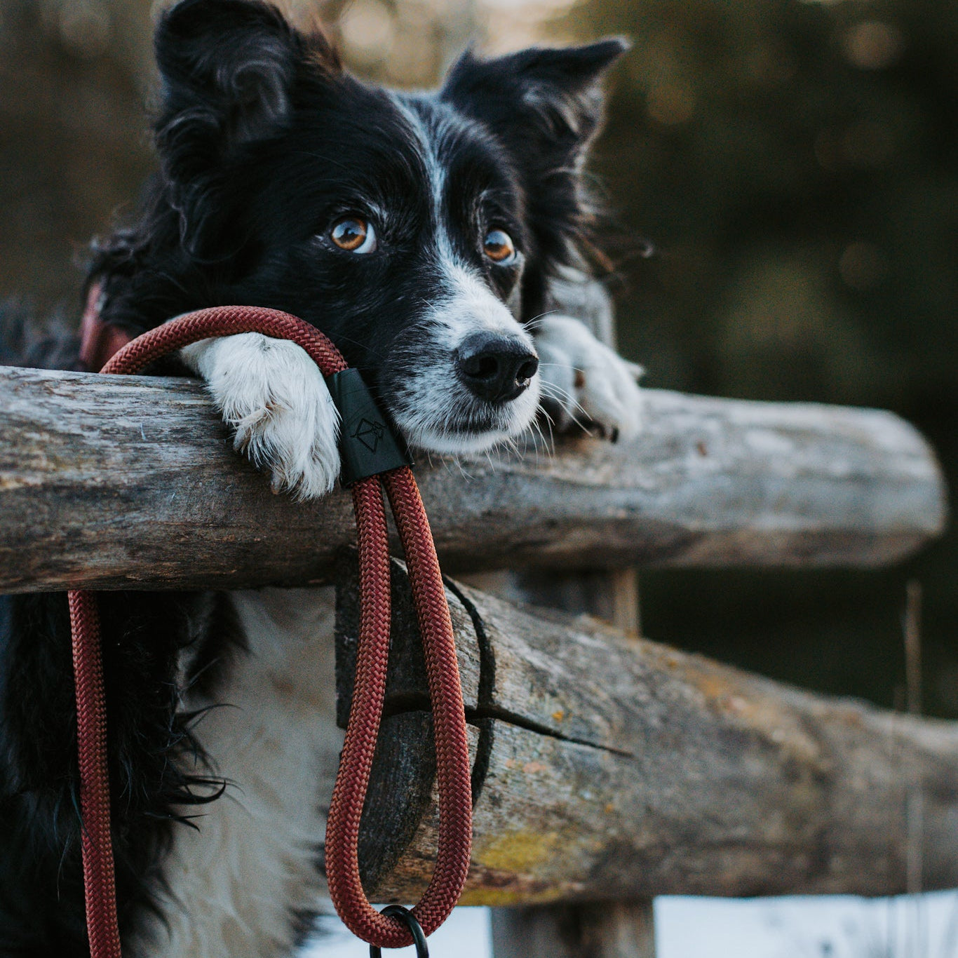 Explorer Leash -  - Made To Roam