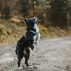 Explorer Harness -  - Made To Roam