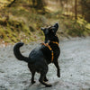Explorer Harness -  - Made To Roam