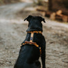 Explorer Harness Other Colors