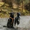 Explorer Harness -  - Made To Roam