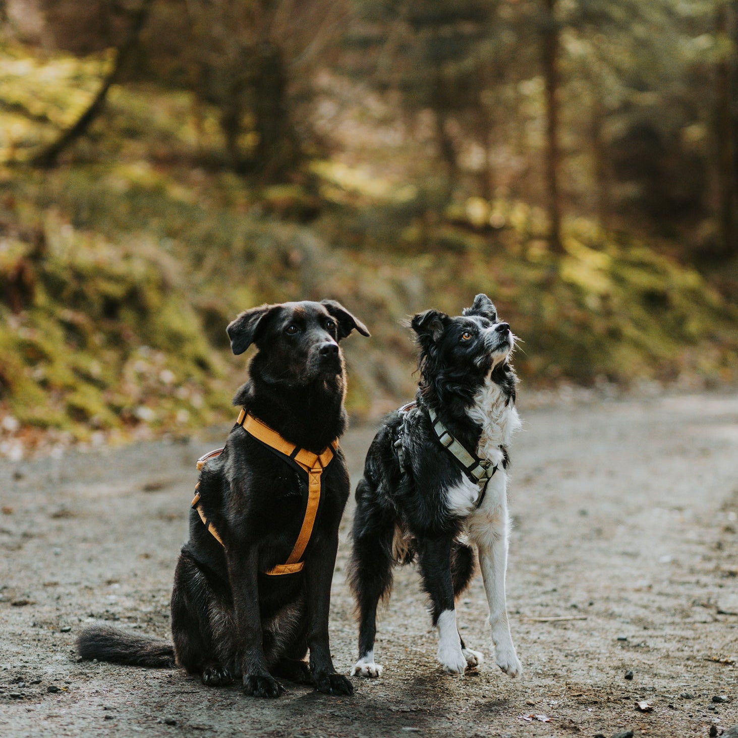Explorer Harness -  - Made To Roam