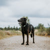 Explorer Classic Collars