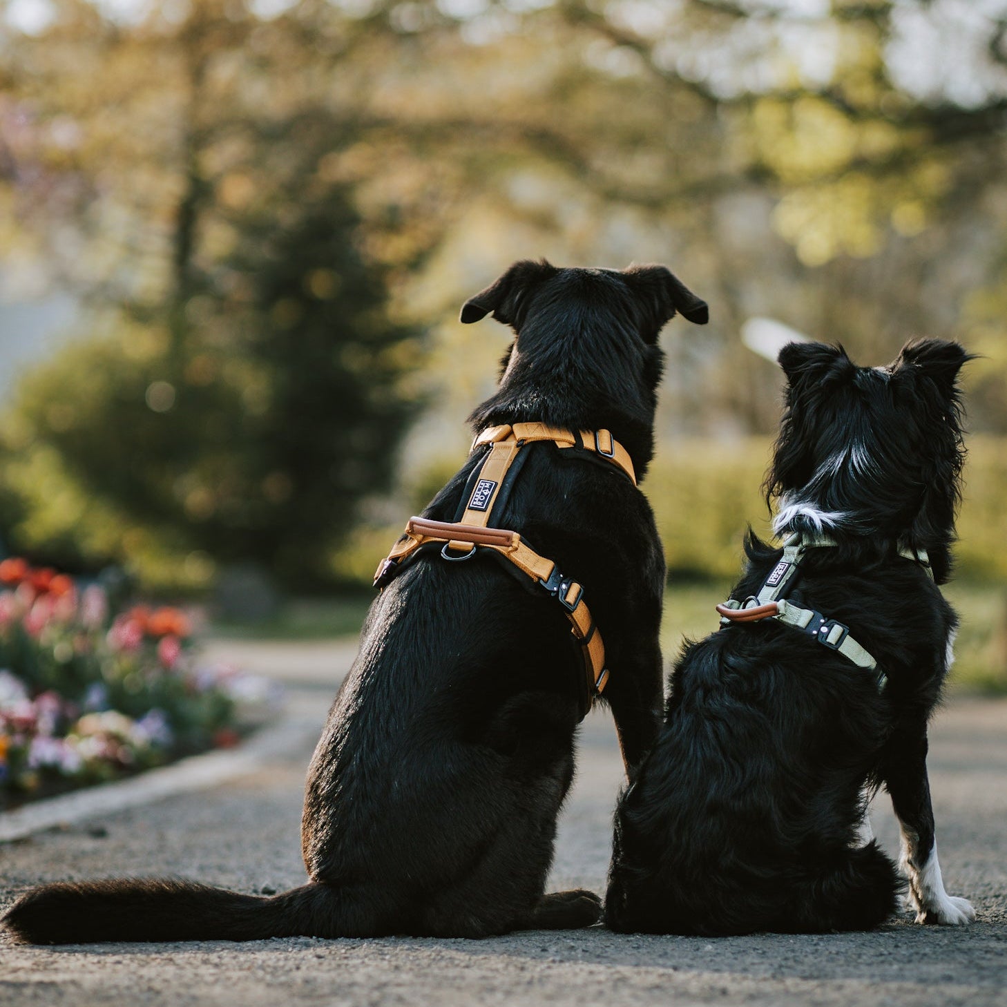 Explorer Harness Other Colors – Made To Roam