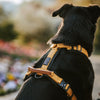 Explorer Harness Other Colors